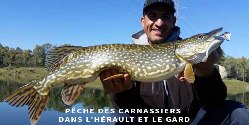 Guide de pêche des carnassiers Hérault et Gard